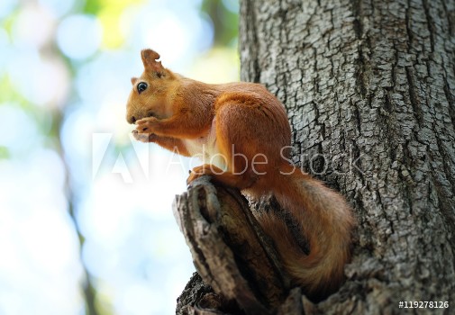 Picture of Red squirrel on tree